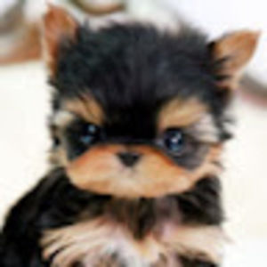 Meet your Posher, Anne